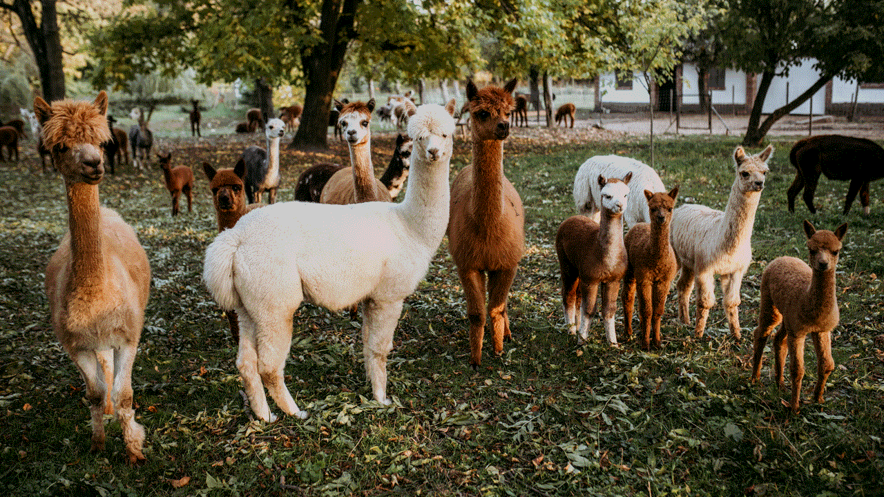 premium alpaca wool ready for export