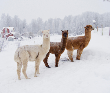 premium alpaca wool ready for export