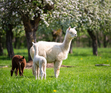 premium alpaca wool ready for export