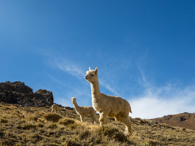 premium alpaca wool ready for export